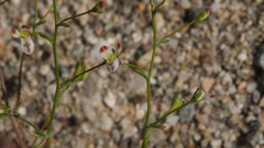 Nemacladus orientalis