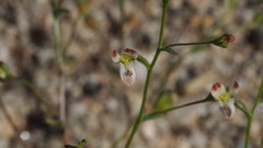 Nemacladus orientalis