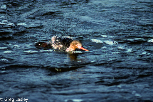 Mergus serrator image