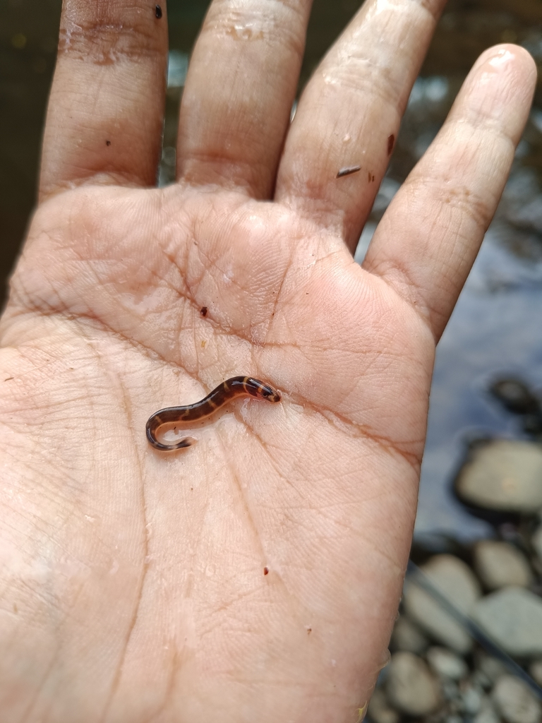 Coolie loach (Pangio kuhlii) — Cobitidae