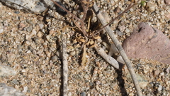 Nemacladus orientalis