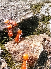 Cephalotes clypeatus
