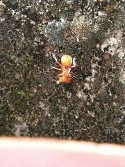 Cephalotes clypeatus