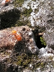 Cephalotes clypeatus
