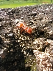 Cephalotes clypeatus