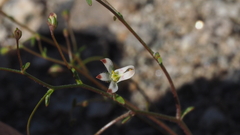 Nemacladus orientalis