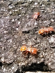 Cephalotes clypeatus