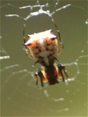 Micrathena woytkowskii