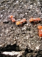 Cephalotes clypeatus