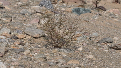 Nemacladus orientalis