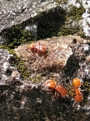 Cephalotes clypeatus