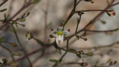 Nemacladus orientalis