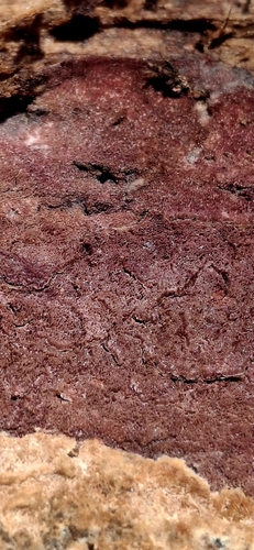 Ceriporia purpurea observed 2026-03-21