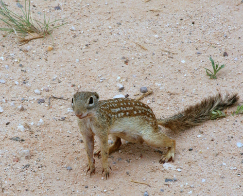 Rio Grande Ground Squirrel