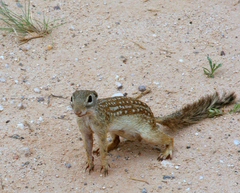 Ictidomys parvidens