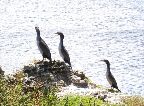 Pitt Shag (Phalacrocorax featherstoni), photo 9