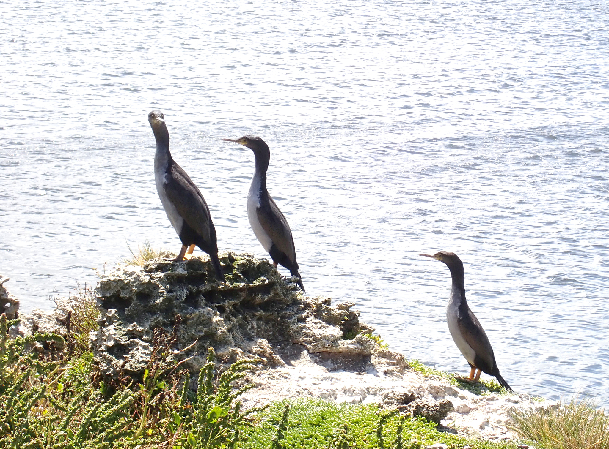 Pitt Shag (Phalacrocorax featherstoni), photo 7