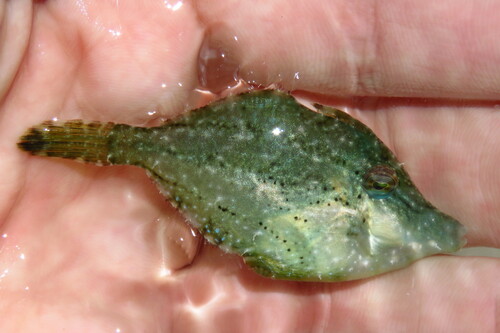 Gefranjerde vijlvis (Monacanthus ciliatus) — Monacanthidae — 2