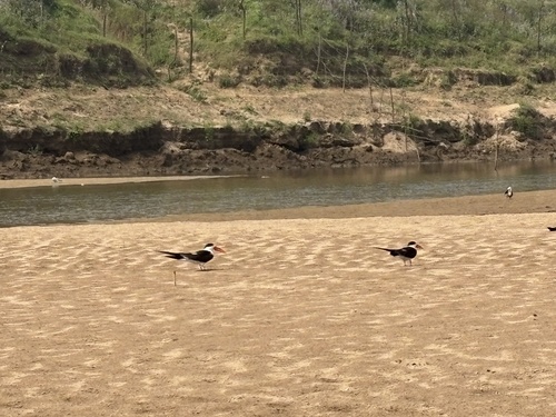 Indian Skimmer