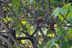 Glaucidium sanchezi