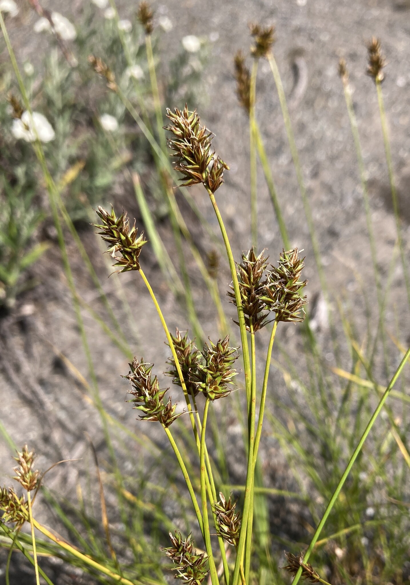 Carex hoodii