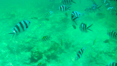 Abudefduf sexfasciatus