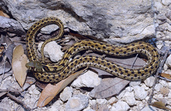 Thamnophis cyrtopsis ocellatus