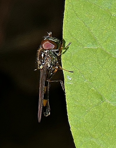 Unknown species found near North Saanich, BC, Canada