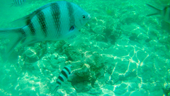 Abudefduf sexfasciatus