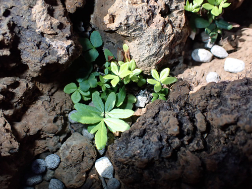 Doryopteris decora observed 2026-03-21