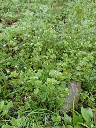 bird's-eye speedwell