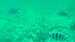 Abudefduf sexfasciatus