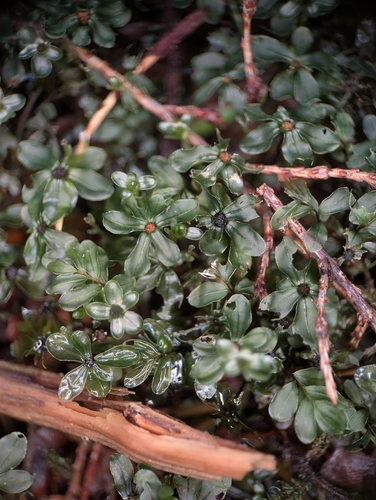 rhizomnium moss (Rhizomnium glabrescens)