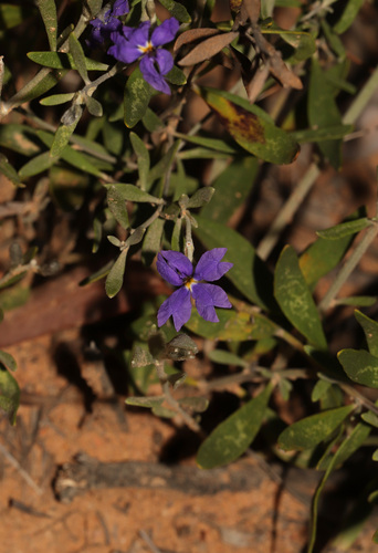 Purple Beauty-bush (Dampiera adpressa)