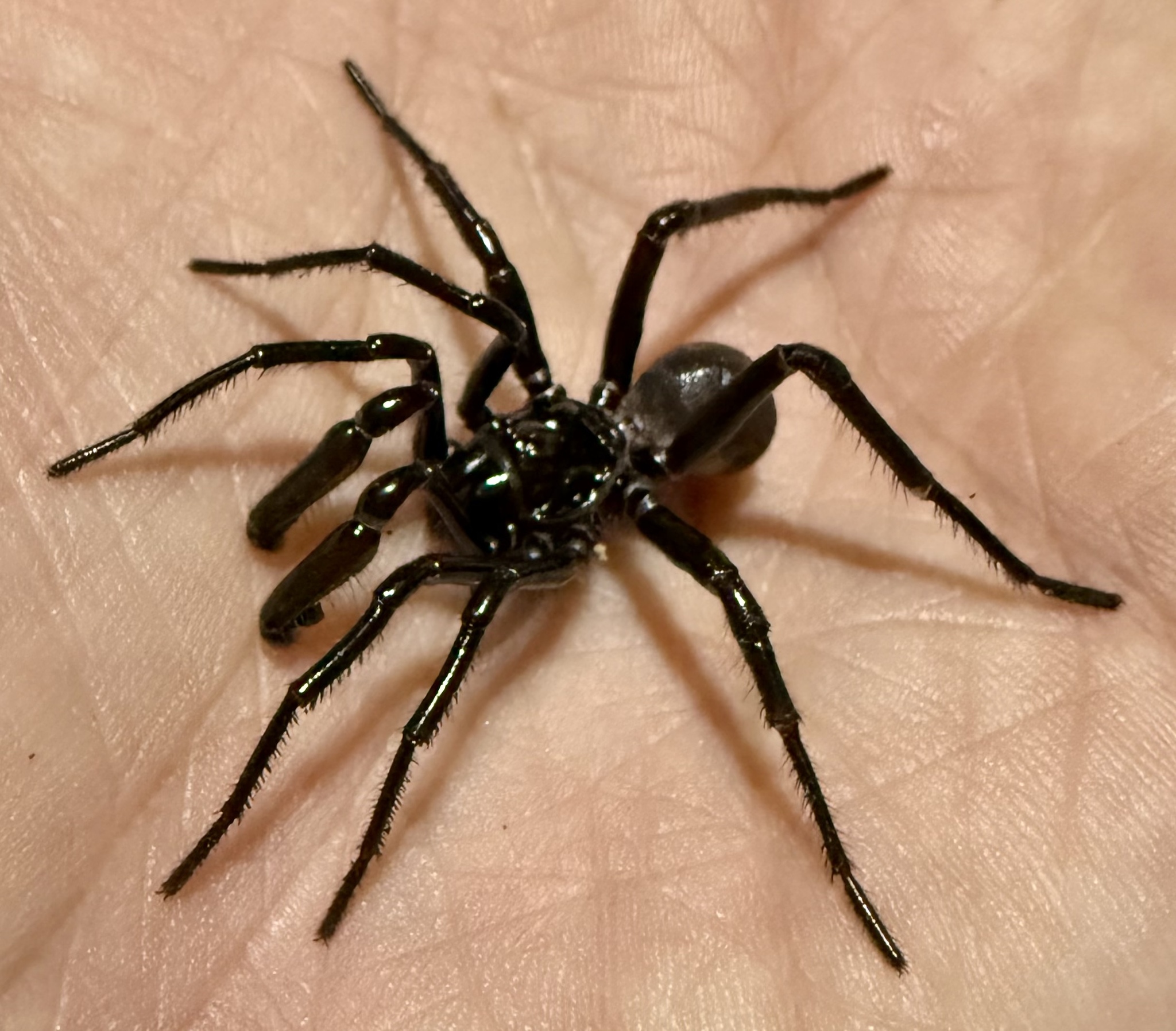 Actinopus robustus (O.Pickard-Cambridge, 1892)