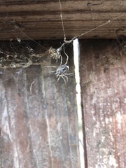 Opiliones