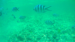 Abudefduf sexfasciatus