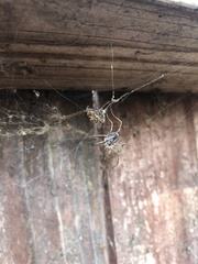 Opiliones