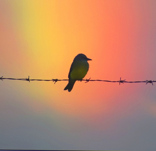 Tropical Kingbird, 80200 Departamento de San José, Uruguay, photo 10 of 10
