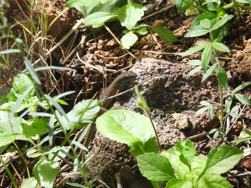 Elegant Rainbow Skink, Carlia decora