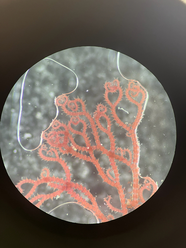 Ceramium shuttleworthianum observed 2026-02-25