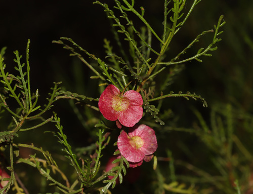 Feathery Hop Bush (Dodonaea sinuolata)