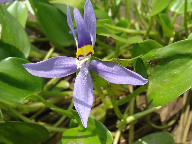 Heteranthera rotundifolia