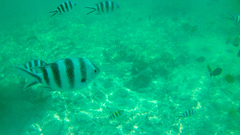 Abudefduf sexfasciatus