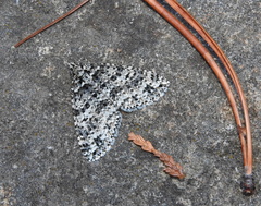 Hoplosauris granitata