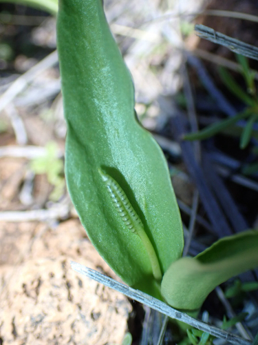 Ophioglossum polyphyllum observed 2026-03-21