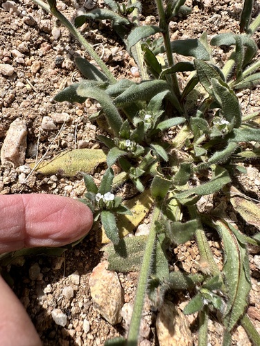 Plagiobothrys arizonicus, 2026-03-21