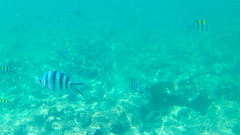 Abudefduf sexfasciatus
