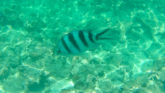Abudefduf sexfasciatus
