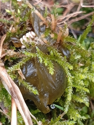 Star Jelly